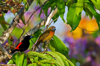 Cherrie's Tanager