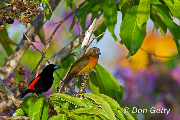 Cherrie's Tanager
