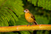 Cherrie's Tanager