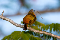 Cherrie's Tanager