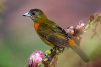 Cherrie's Tanager