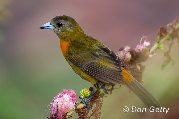 Cherrie's Tanager