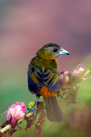 Cherrie's Tanager
