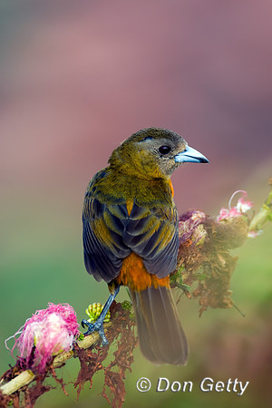 Cherrie's Tanager