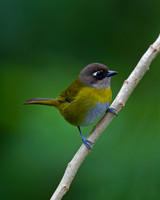 Common Bush Tanager