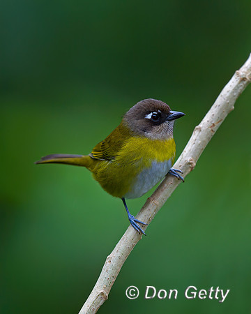 Common Bush Tanager