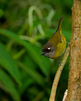 Common Bush Tanager