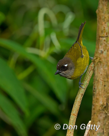 Common Bush Tanager