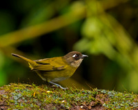 Common Bush Tanager