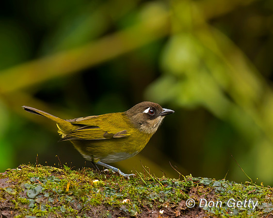 Common Bush Tanager