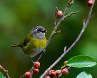 Common Bush Tanager