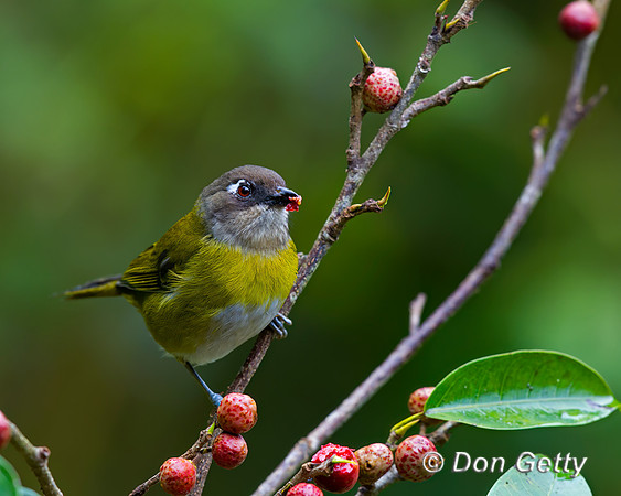 Common Bush Tanager