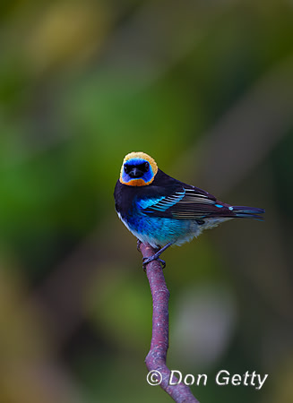 Golden-hooded Tanager