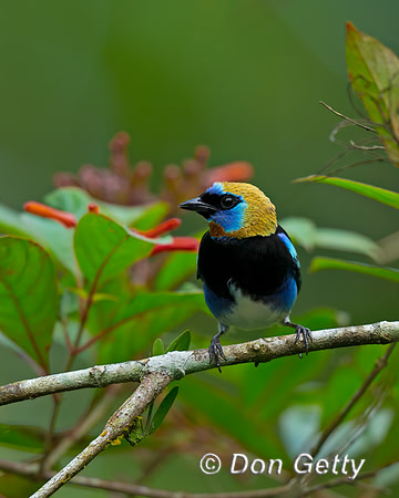 Golden-hooded Tanager