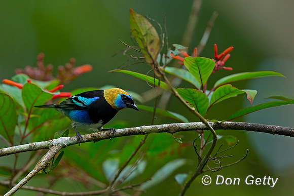 Golden-hooded Tanager