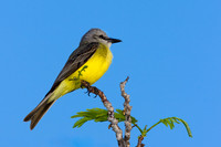 Gray-headed Tanager