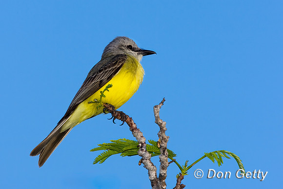 Gray-headed Tanager