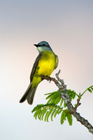 Gray-headed Tanager