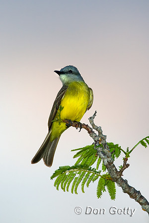 Gray-headed Tanager