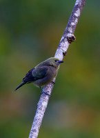 Palm Tanager