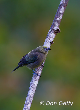 Palm Tanager