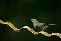 Palm Tanager