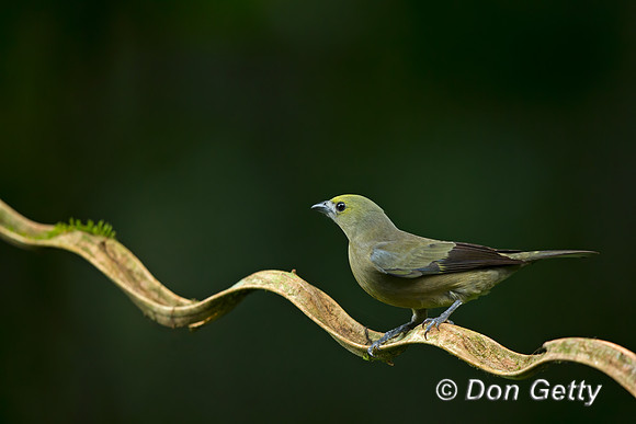 Palm Tanager