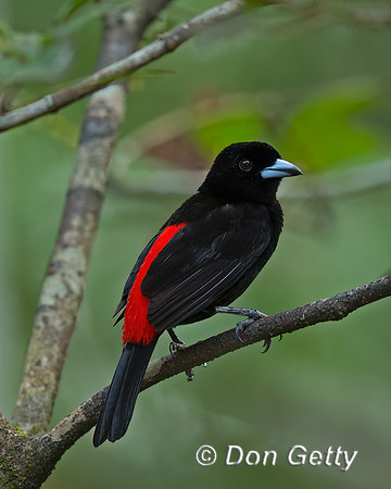 Passerini's Tanager