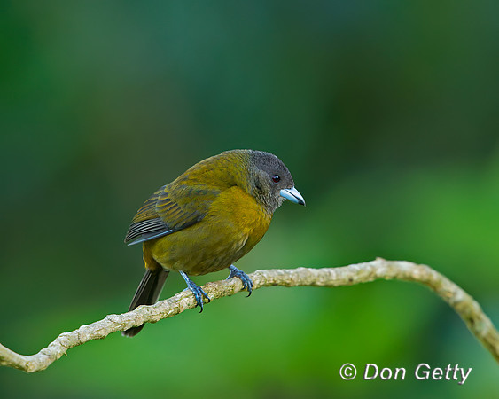 Passerini's Tanager