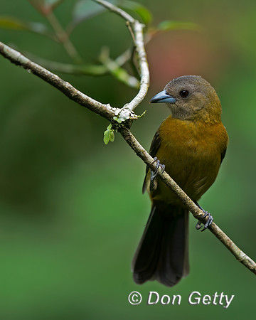 Passerini's Tanager