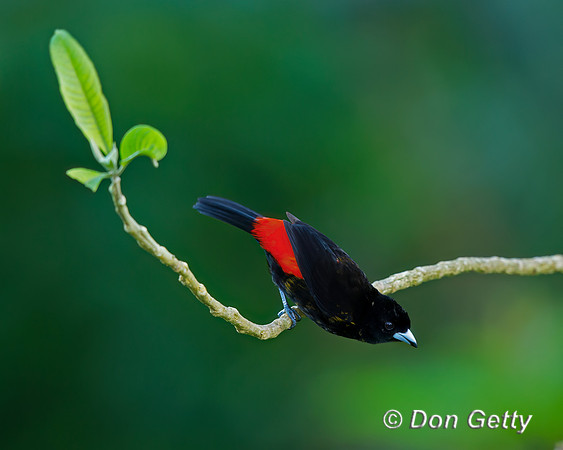 Passerini's Tanager