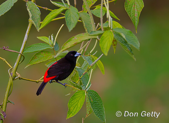 Passerini's Tanager