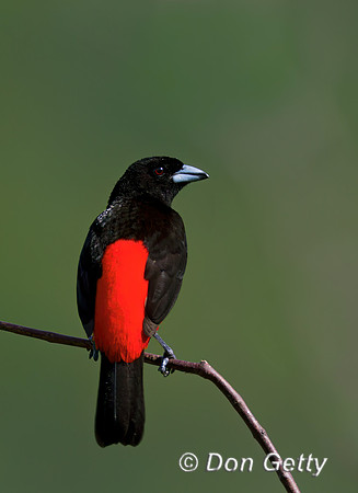 Passerini's Tanager