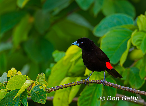 Passerini's Tanager
