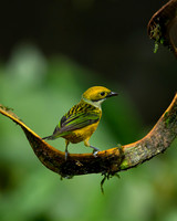 Silver-throated Tanager