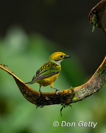 Silver-throated Tanager