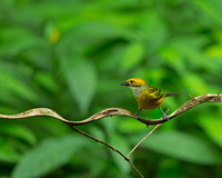 Silver-throated Tanager