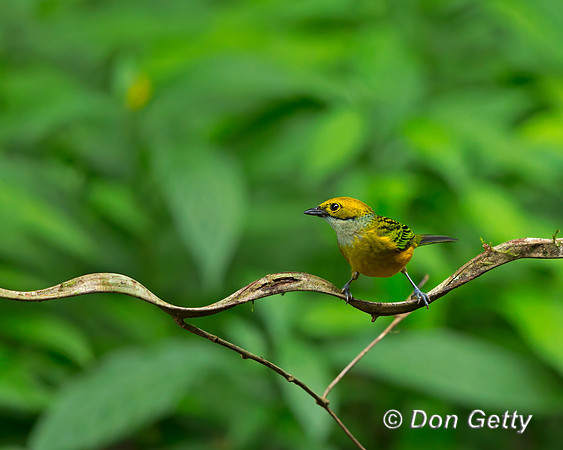 Silver-throated Tanager