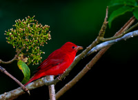 Summer Tanager