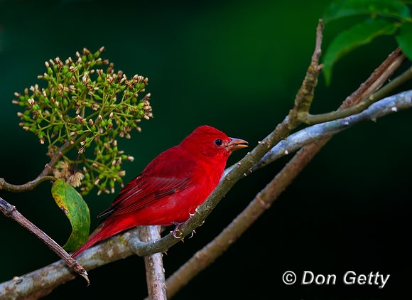Summer Tanager