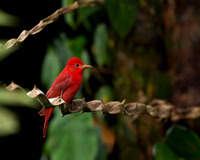 Summer Tanager