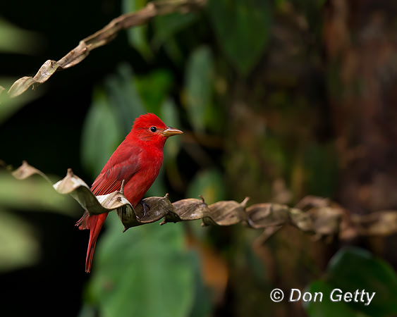 Summer Tanager