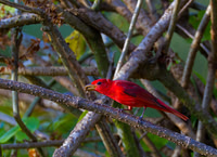 Summer Tanager