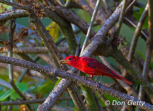 Summer Tanager