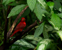 Summer Tanager