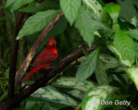 Summer Tanager