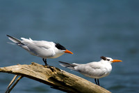 Royal Tern