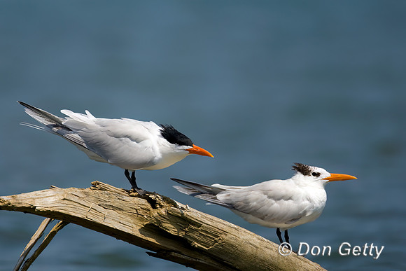 Royal Tern