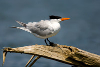 Royal Tern