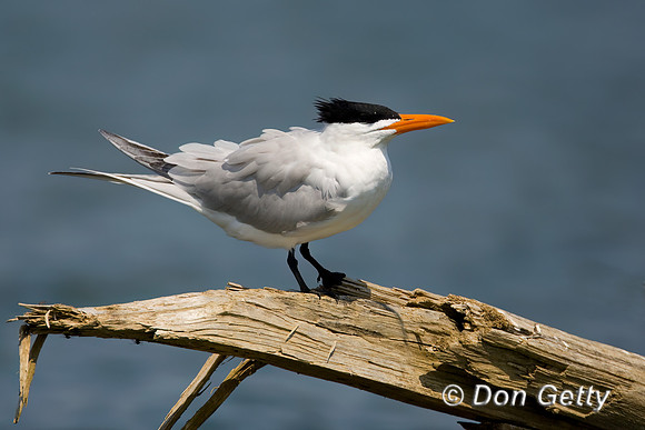 Royal Tern
